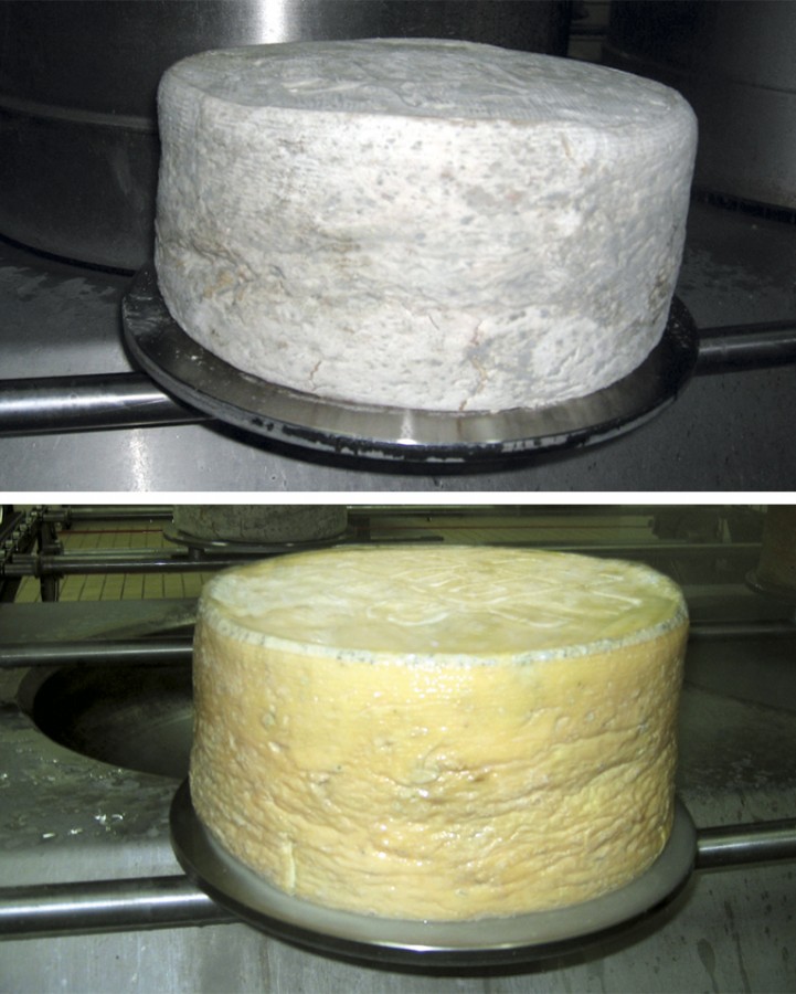 Lavadora para quesos - 16 - Colussi Ermes
